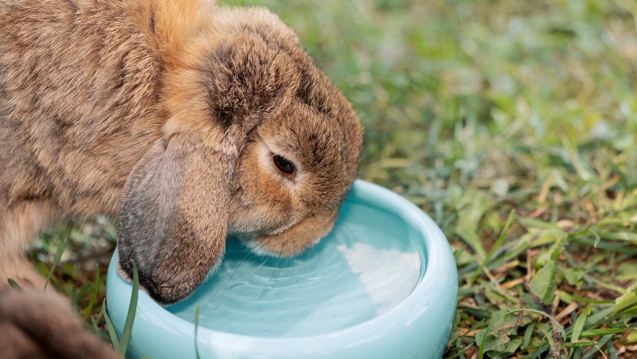 lapin bélier qui boit